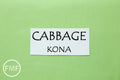 Cabbage Kona Cotton Solid Fabric from Robert Kaufman, K001-472